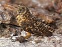 201302-017 Short-Eared Owl With Petrel by A Lloyd ARPS AWPF